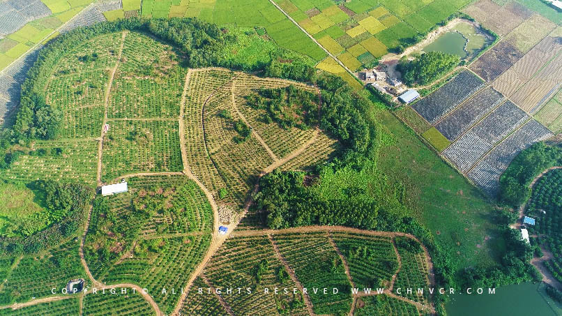 【全域分享】航拍中科富硒廉江紅橙基地，領略廉江紅橙生態種植