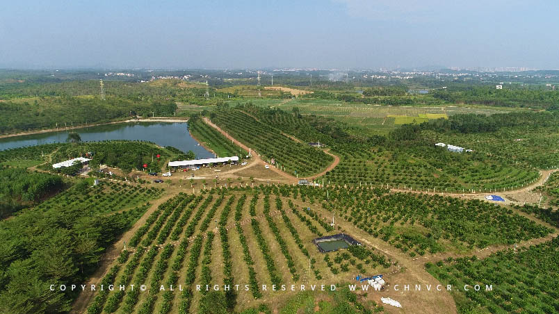 【全域分享】航拍中科富硒廉江紅橙基地，領略廉江紅橙生態種植