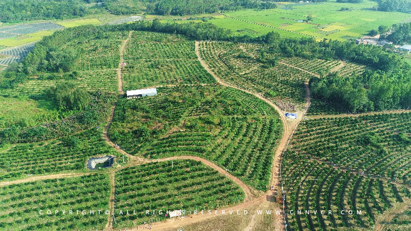 【全域分享】航拍中科富硒廉江紅橙基地，領略廉江紅橙生態種植