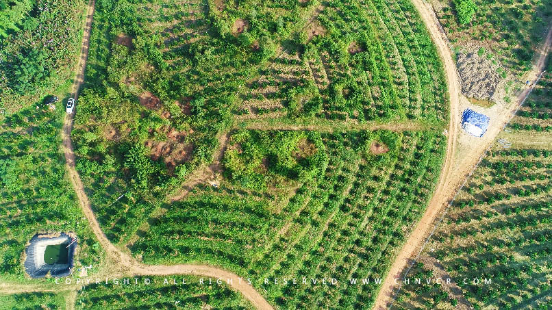 【全域分享】航拍中科富硒廉江紅橙基地，領略廉江紅橙生態種植