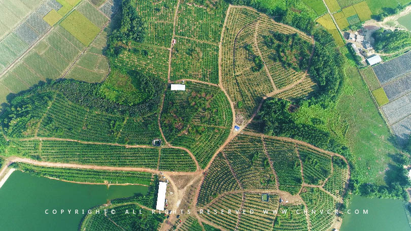 【全域分享】航拍中科富硒廉江紅橙基地，領略廉江紅橙生態種植