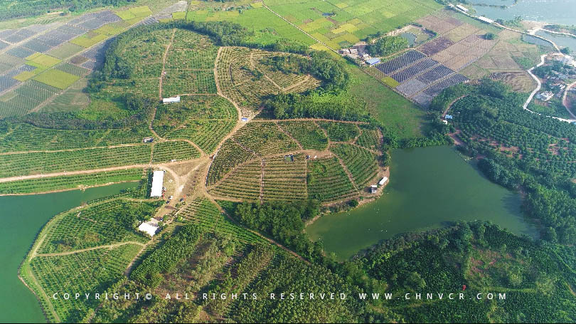【全域分享】航拍中科富硒廉江紅橙基地，領略廉江紅橙生態種植