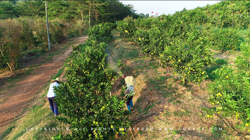 【全域分享】航拍中科富硒廉江紅橙基地，領略廉江紅橙生態種植